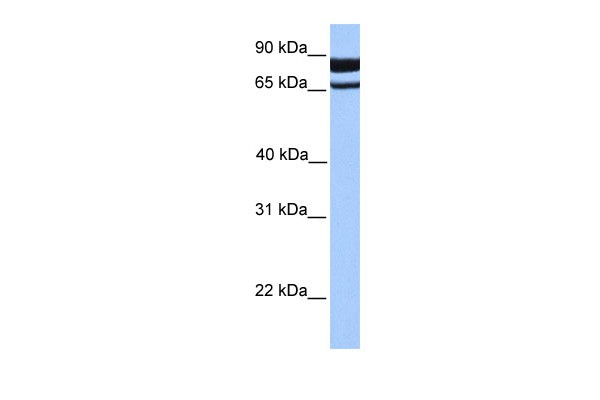 		Western blot