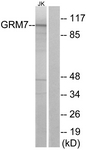 		Western blot