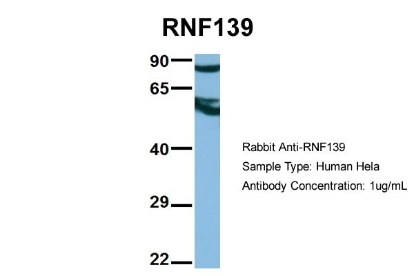 		Western blot