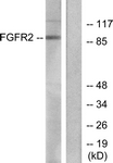 		Western blot
