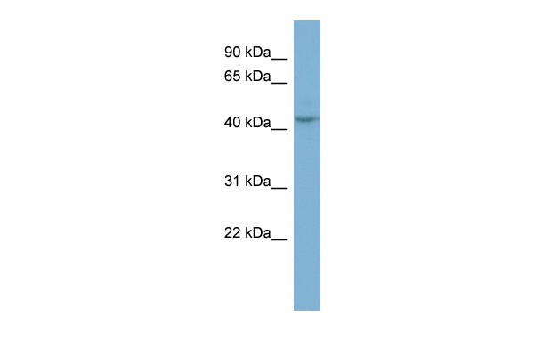 		Western blot