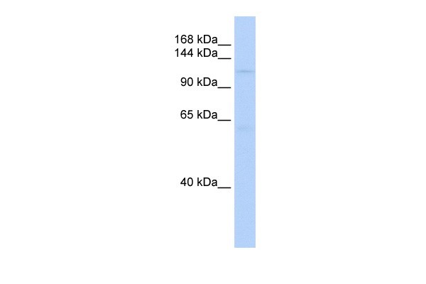 		Western blot
