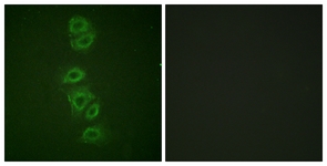 		Immunofluorescence