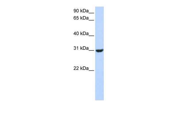 		Western blot