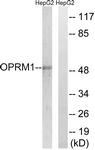 		Western blot