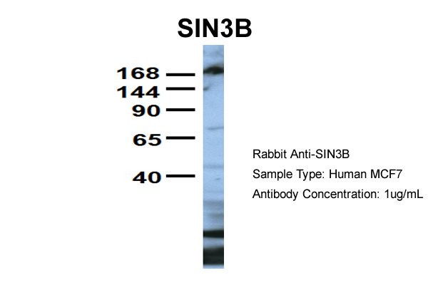		Western blot
