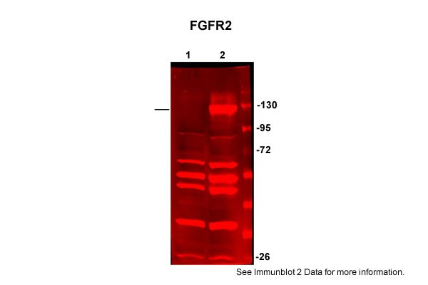 		Western blot