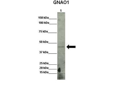 		Western blot
