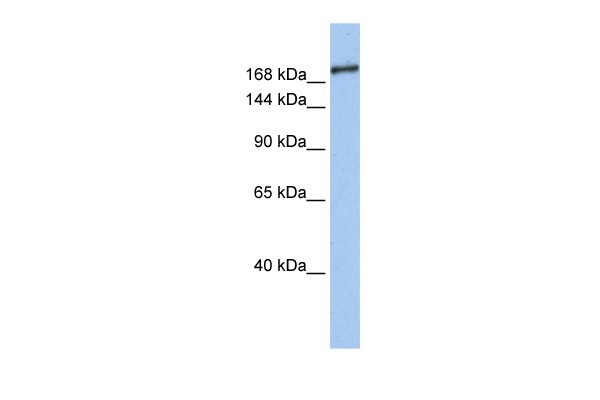 		Western blot