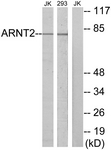 		Western blot