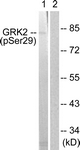 		Western blot
