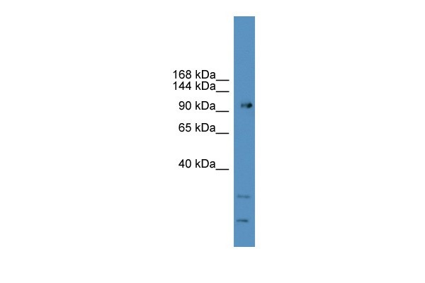		Western blot