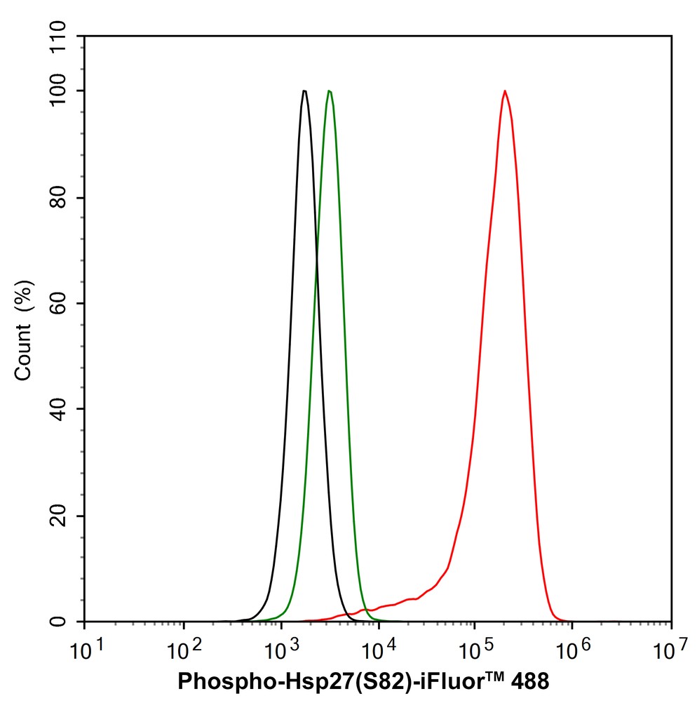 Rabbit S82 Phospho-Hsp27 (S82) Recombinant Rabbit Monoclonal Antibody - Omnimabs