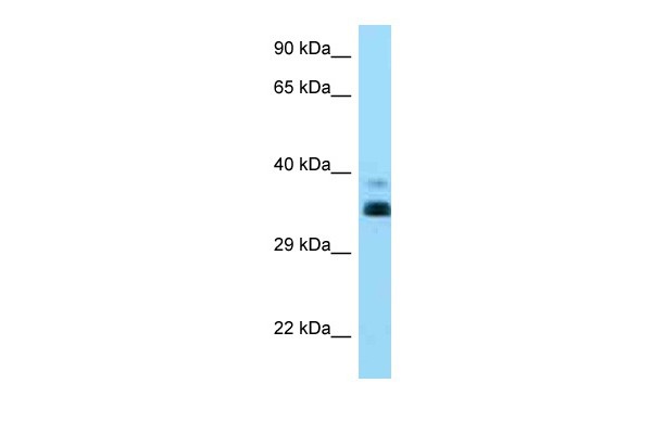 		Western blot