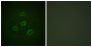 		Immunofluorescence
