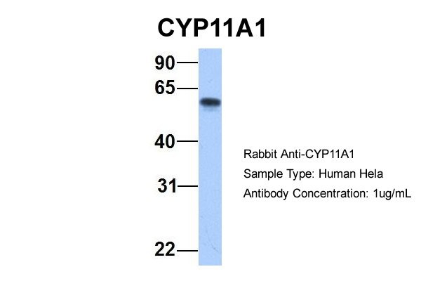 		Western blot