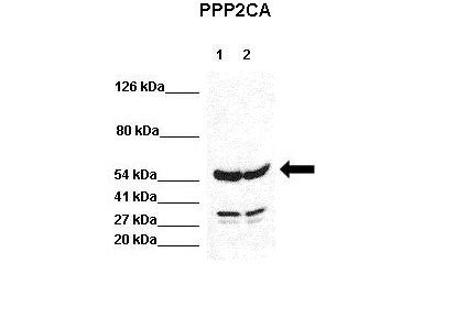 		Western blot