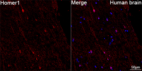 Homer1 Rabbit mAb - Omnimabs