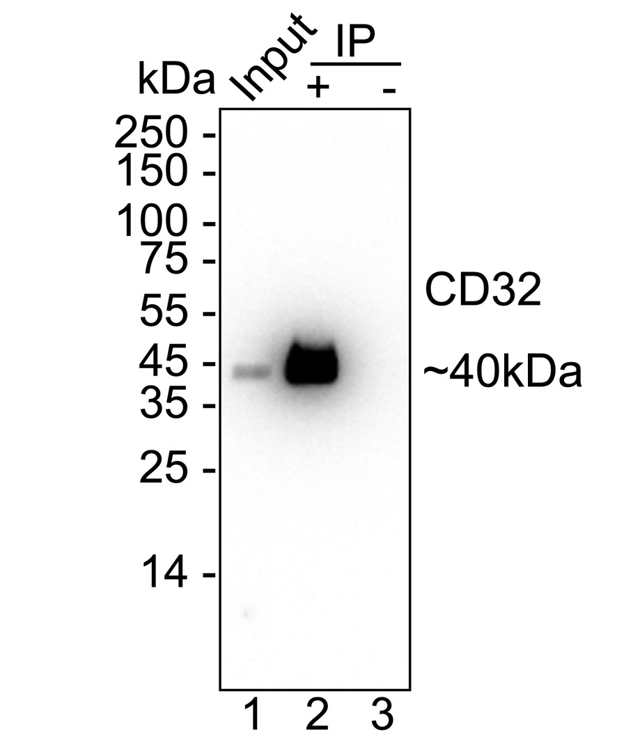 CD32 Recombinant Rabbit Monoclonal Antibody - Omnimabs