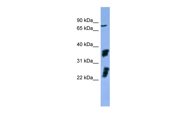 		Western blot