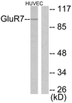 		Western blot