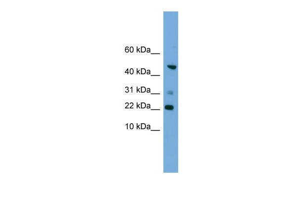 		Western blot