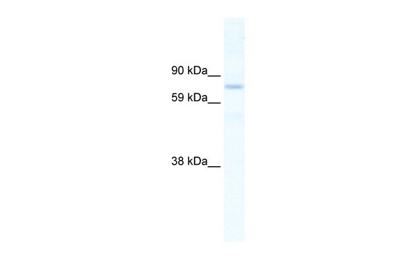 		Western blot