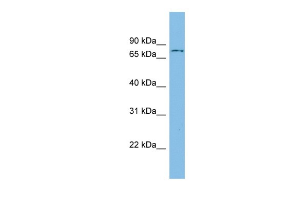 		Western blot