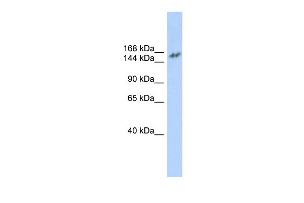 		Western blot