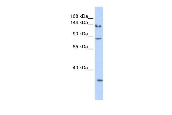 		Western blot