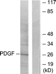 		Western blot