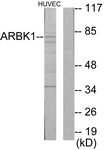 		Western blot