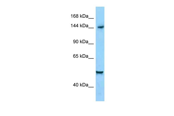 		Western blot