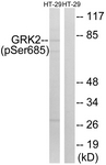 		Western blot