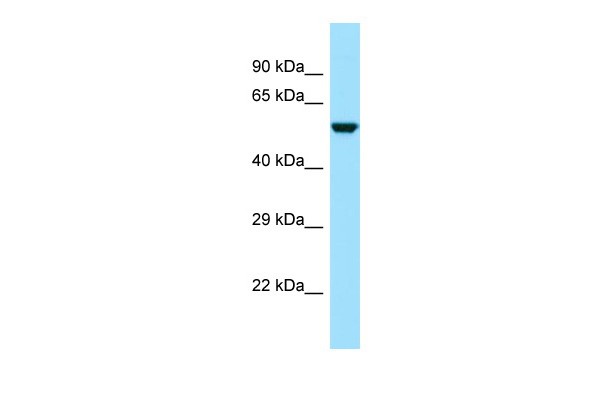 		Western blot