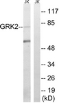 		Western blot
