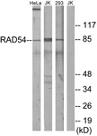 		Western blot