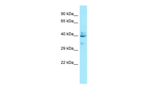 		Western blot