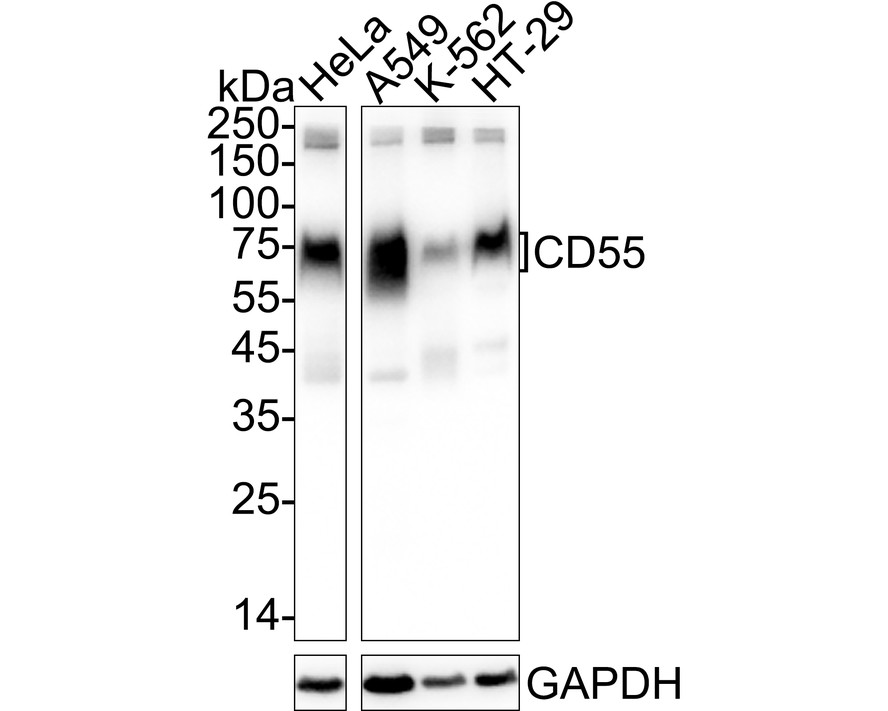 CD55 Recombinant Rabbit Monoclonal Antibody - Omnimabs