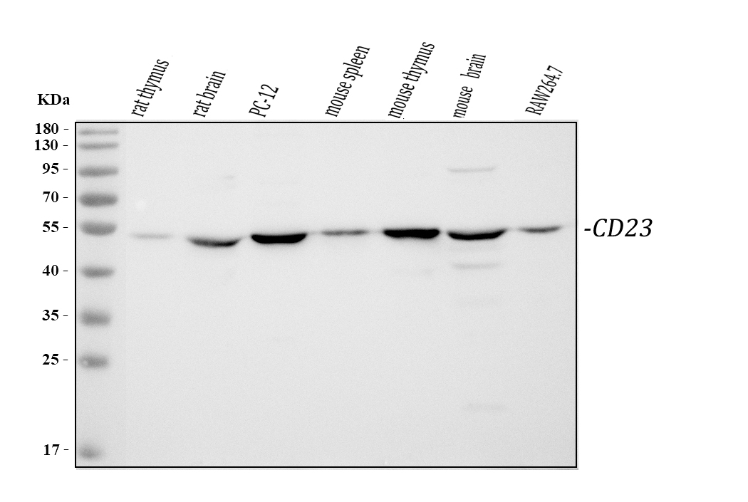 Fcer2 Anti-CD23/FCER2 Antibody - Omnimabs