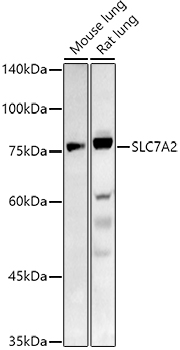SLC7A2 polyclonal antibody - Omnimabs