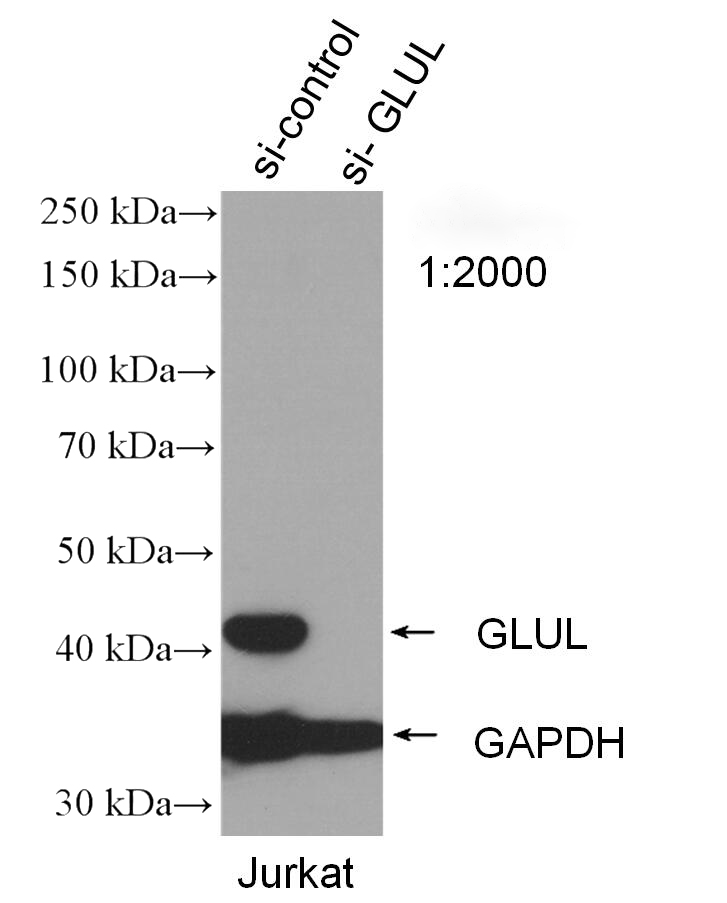 WB