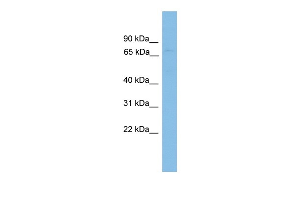 		Western blot