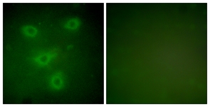 		Immunofluorescence