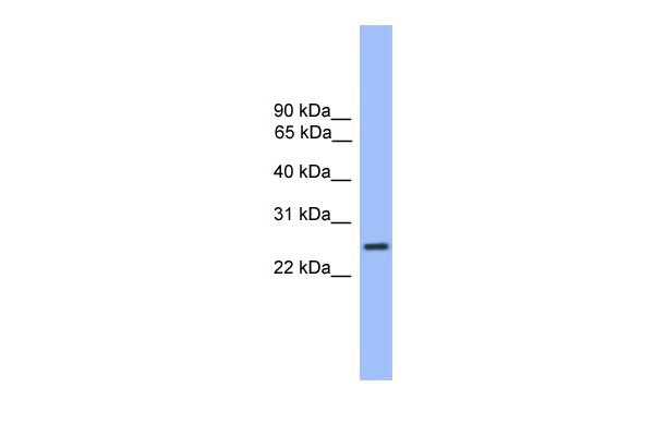 		Western blot