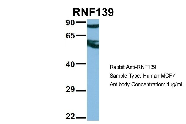 		Western blot