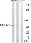 		Western blot