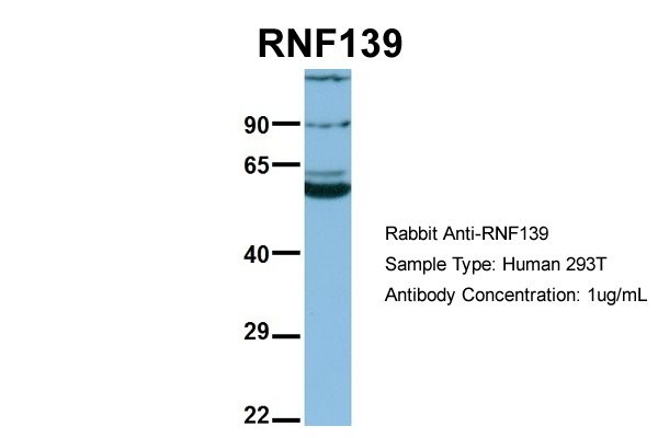 		Western blot