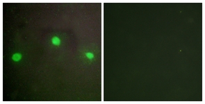 		Immunofluorescence