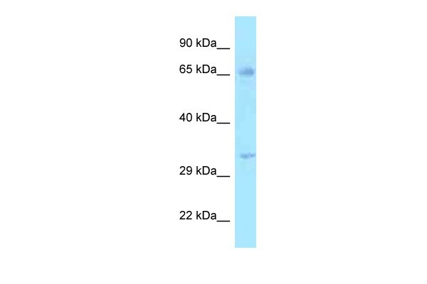 		Western blot